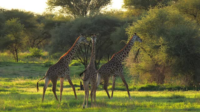 一群長頸鹿向非洲公園的樹林移動。科學考察隊會見哺乳動物和拍攝。白天狩獵時長頸鹿的自然景象。旅游概念，坦桑尼亞