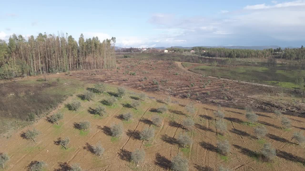 鸟瞰一个新的橄榄树种植园，旁边是一个桉树种植园，展示了橄榄树文化和造纸业之间的对比。4 k, 60 fps。