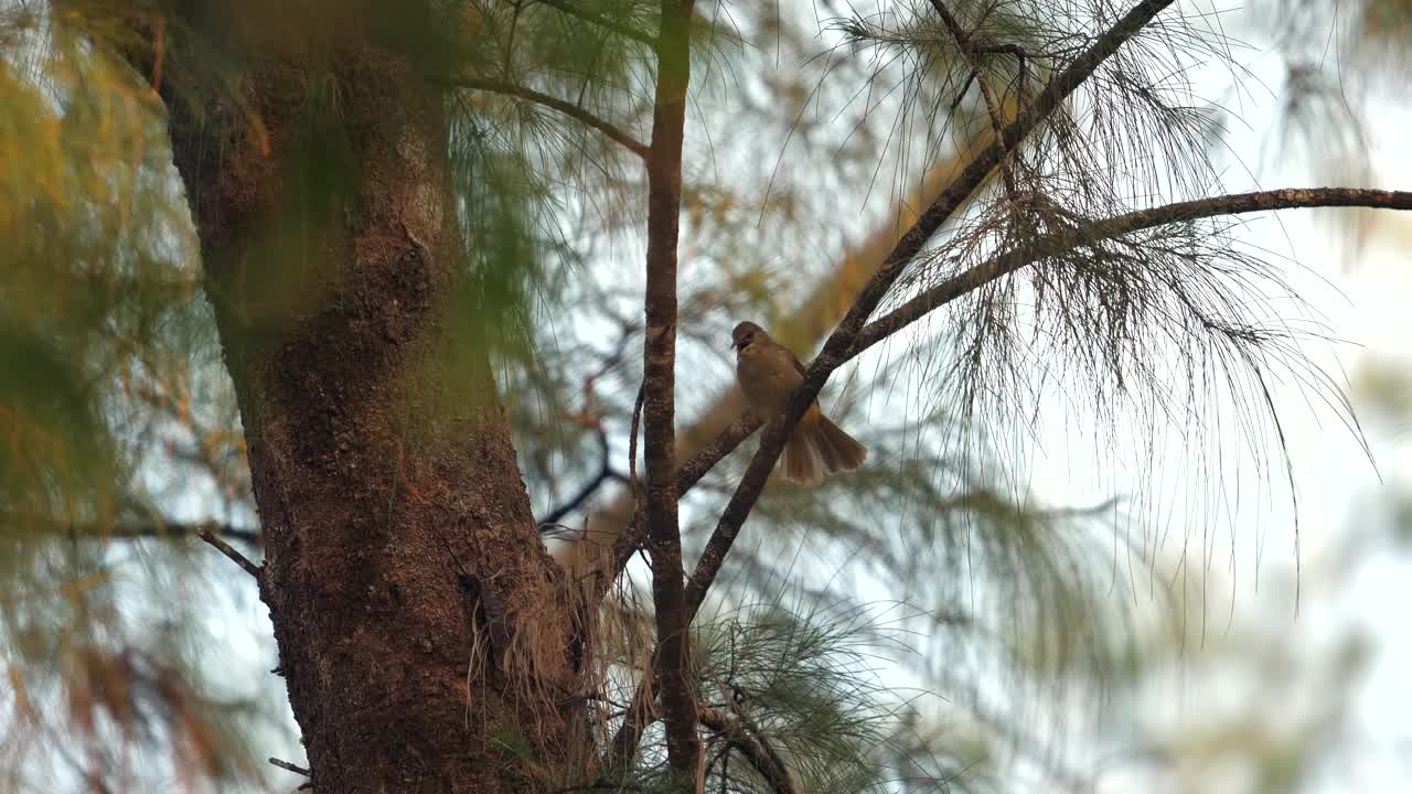 宁静的自然风光，小鸟栖息在松树枝上;