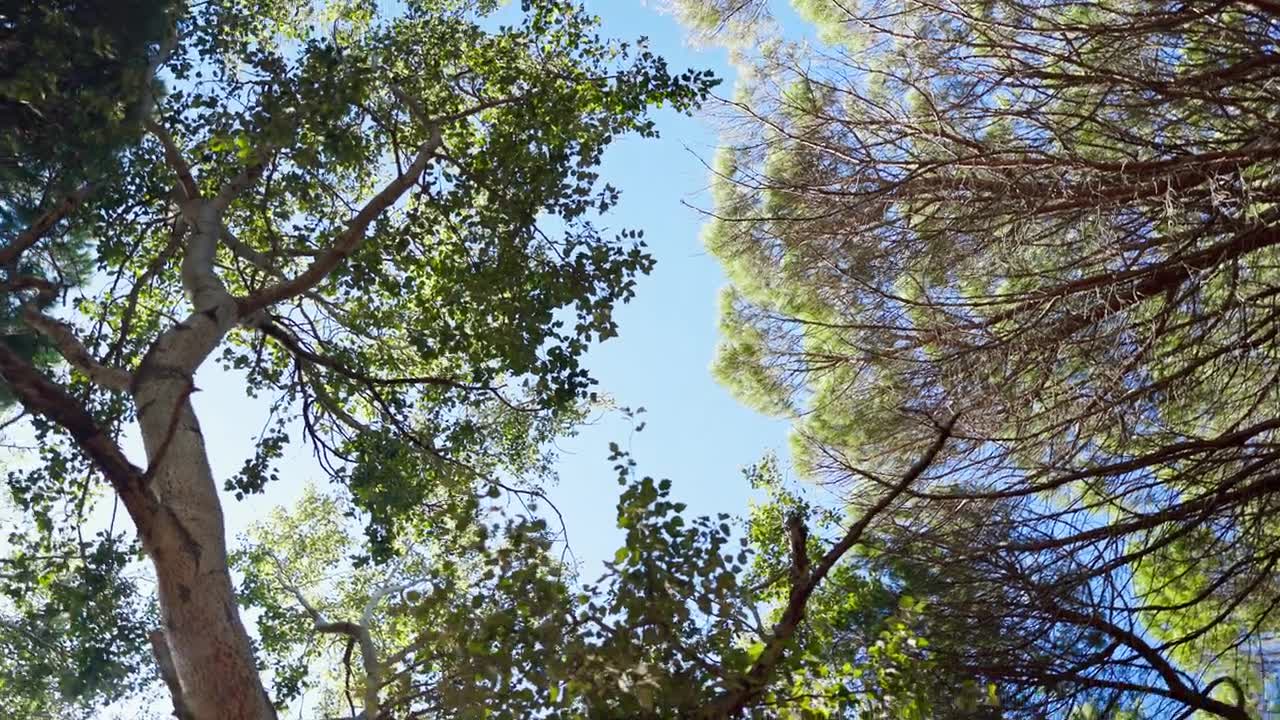 详情图-底部视图，景观和森林与阳光在蓝天为自然或环境，春天和户外为清洁能源。绿叶，树木和树叶，可持续的阳光，氧气和生长。