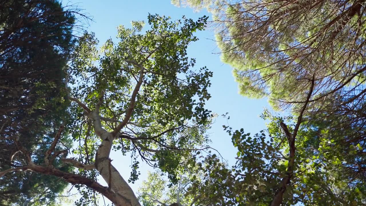 详情图-底部视图，景观和森林与阳光在蓝天为自然或环境，春天和户外为清洁能源。绿叶，树木和树叶，可持续的阳光，氧气和生长。