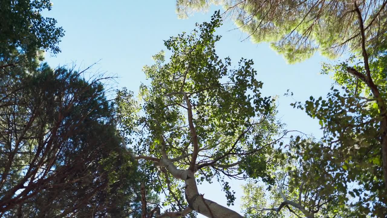 详情图-底部视图，景观和森林与阳光在蓝天为自然或环境，春天和户外为清洁能源。绿叶，树木和树叶，可持续的阳光，氧气和生长。