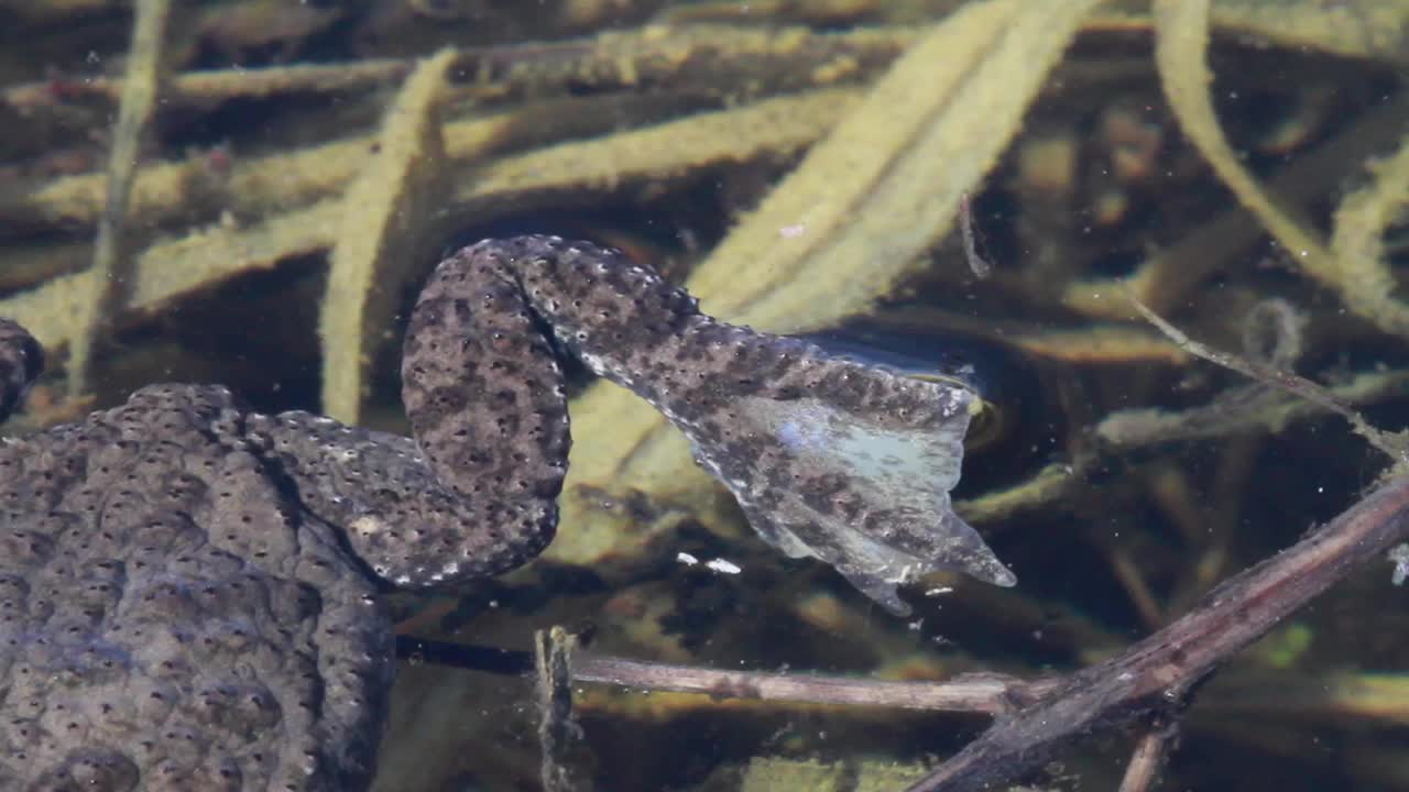 黄腹蟾蜍(bomina variegata)在浅沼泽中鸣叫。