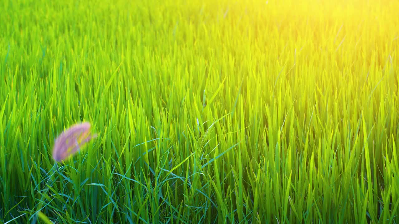 涡轮机绿色能源电力的视图，用于发电的风车，风力涡轮机在越南宁顺省潘朗的稻田里发电。