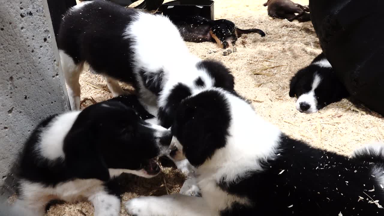 几只边境牧羊犬幼崽在谷仓院子里玩耍