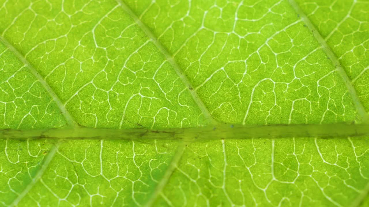 叶表面细胞结构视图显示植物细胞教育。植物或树的绿叶与纹理和模式接近。绿叶纹理特写有机植物与叶脉性质。