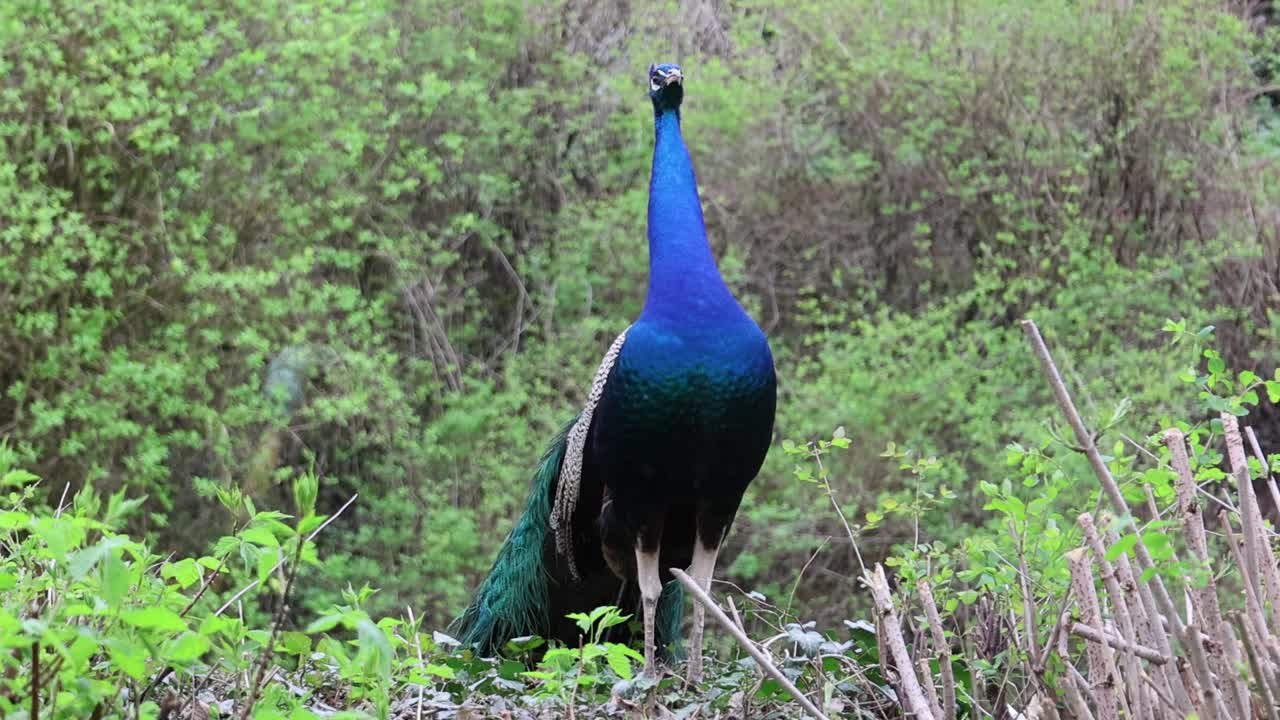 雄性印度孔雀(Pavo cristatus)站在茂密的绿色植物中，在白天尖叫