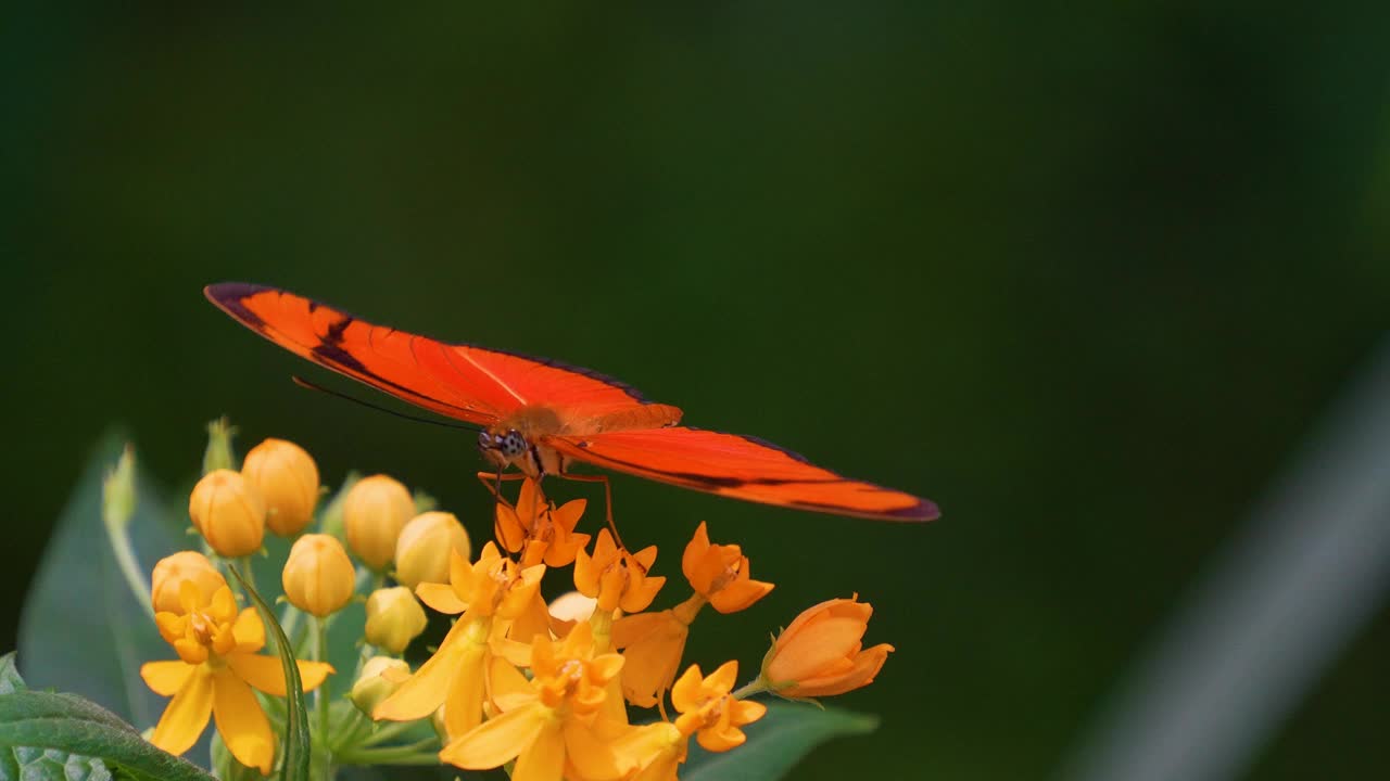 蝴蝶julia Heliconian慢动作