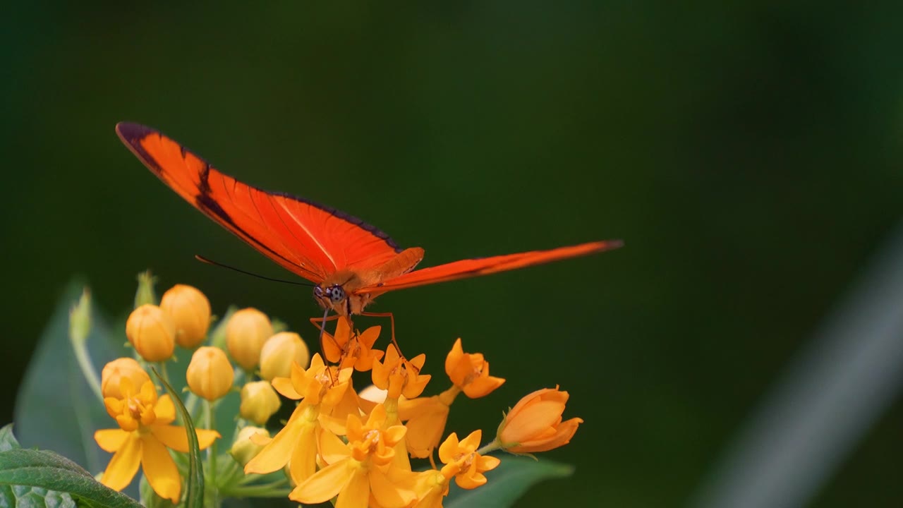 详情图-蝴蝶julia,Heliconian慢动作