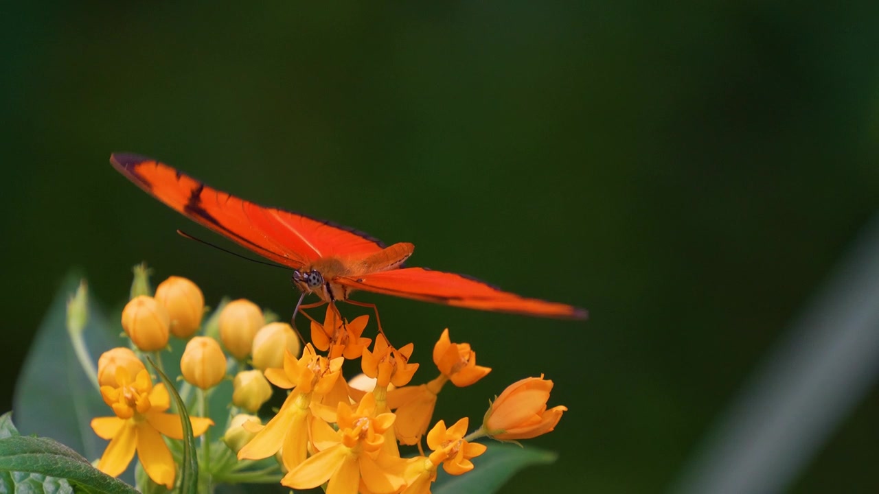详情图-蝴蝶julia,Heliconian慢动作