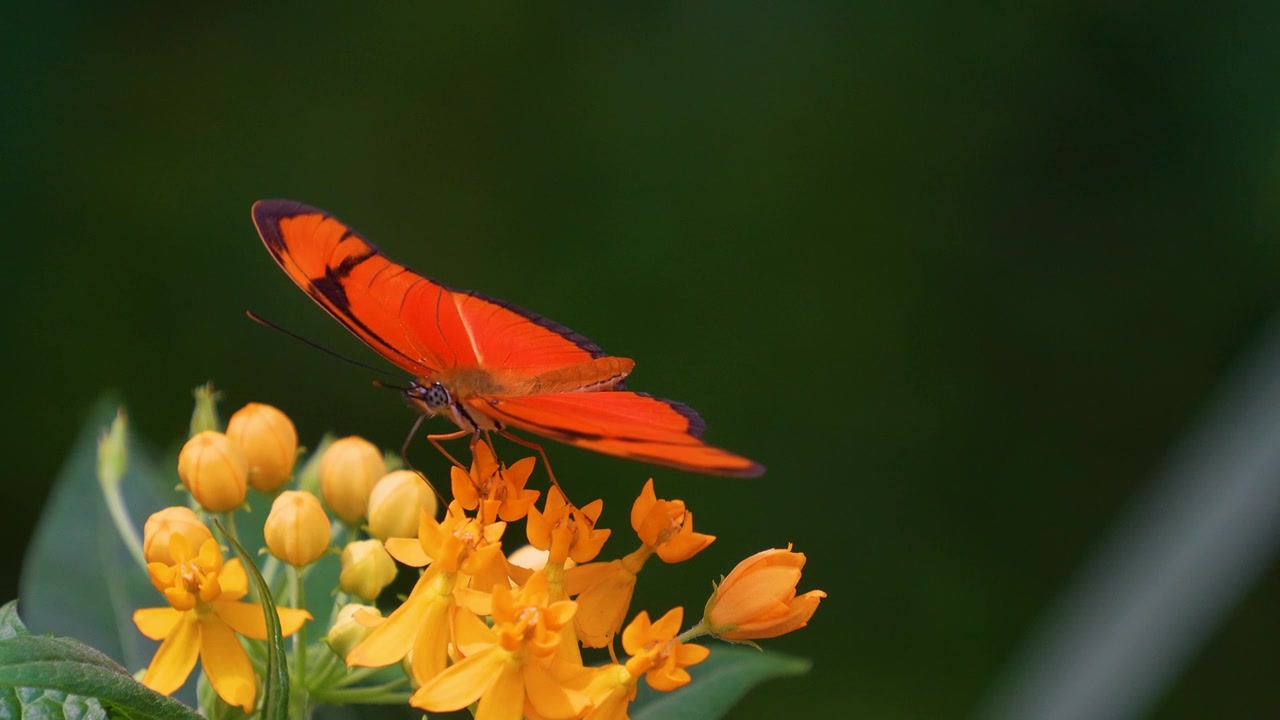 详情图-蝴蝶julia,Heliconian慢动作