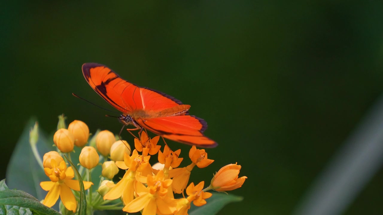 详情图-蝴蝶julia,Heliconian慢动作