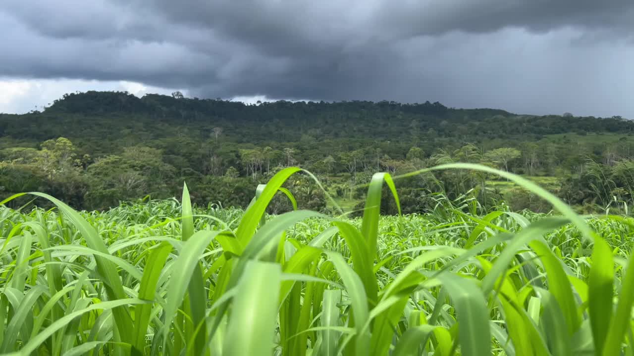 美丽的草地牧场密集的肉牛与山为背景的形象