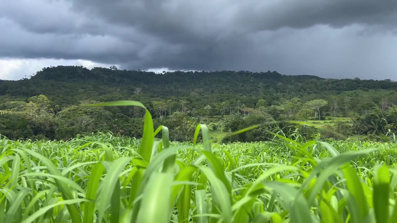 詳情圖-美麗的草地牧場密集的肉牛與山為背景的形象