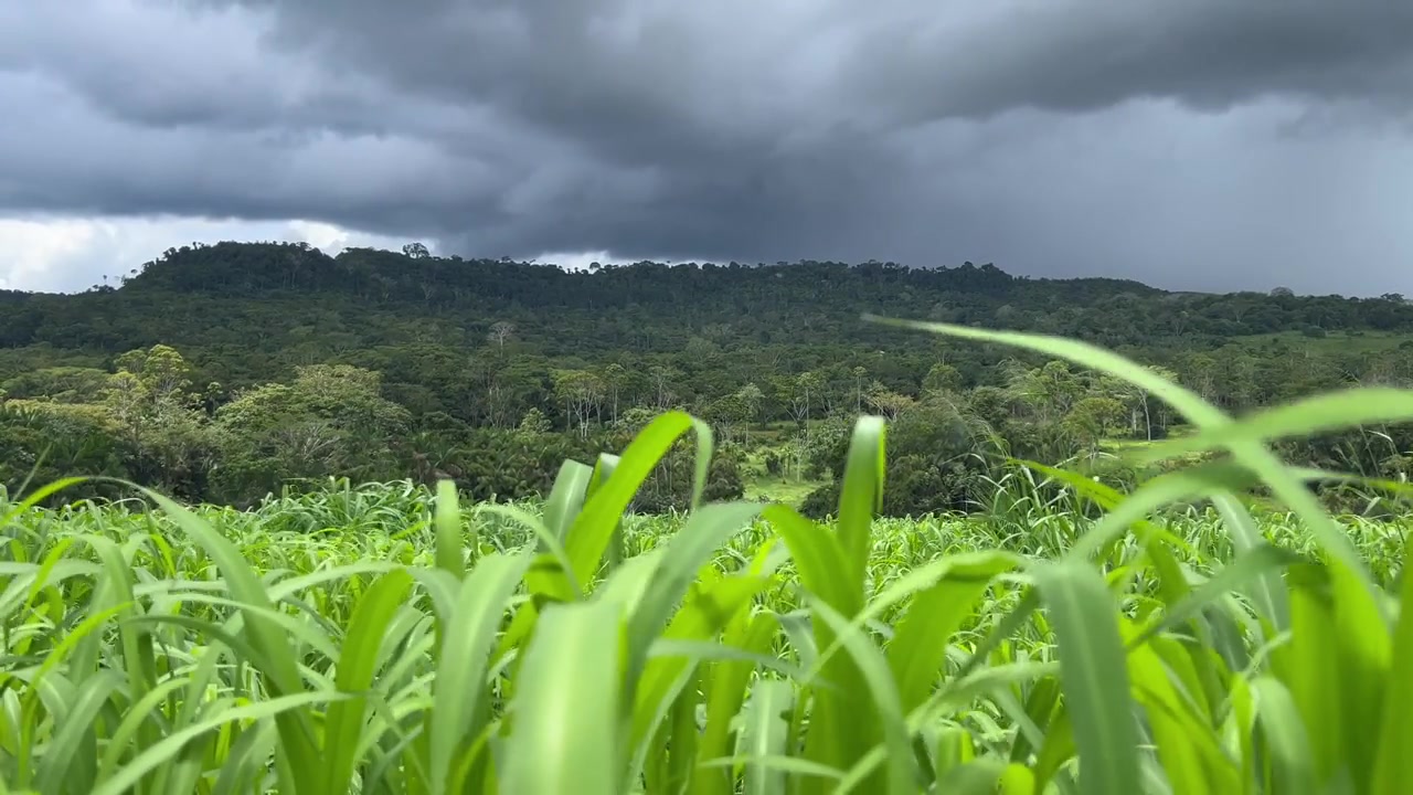 詳情圖-美麗的草地牧場密集的肉牛與山為背景的形象