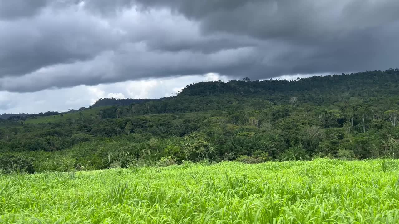 美丽的草地牧场密集的肉牛与山为背景的形象