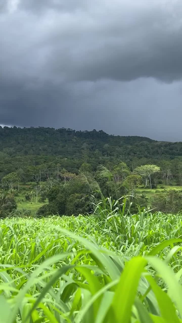 美丽的草地牧场密集的肉牛与山为背景的形象