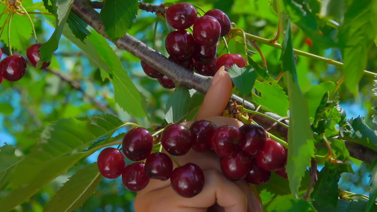 詳情圖-女性的手正在從樹上采摘美味的紅櫻桃