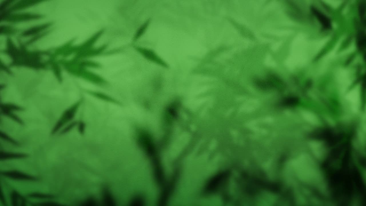 墙上的树影