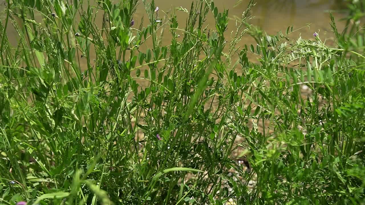 绿草和野花在湖岸与水面上的水黾