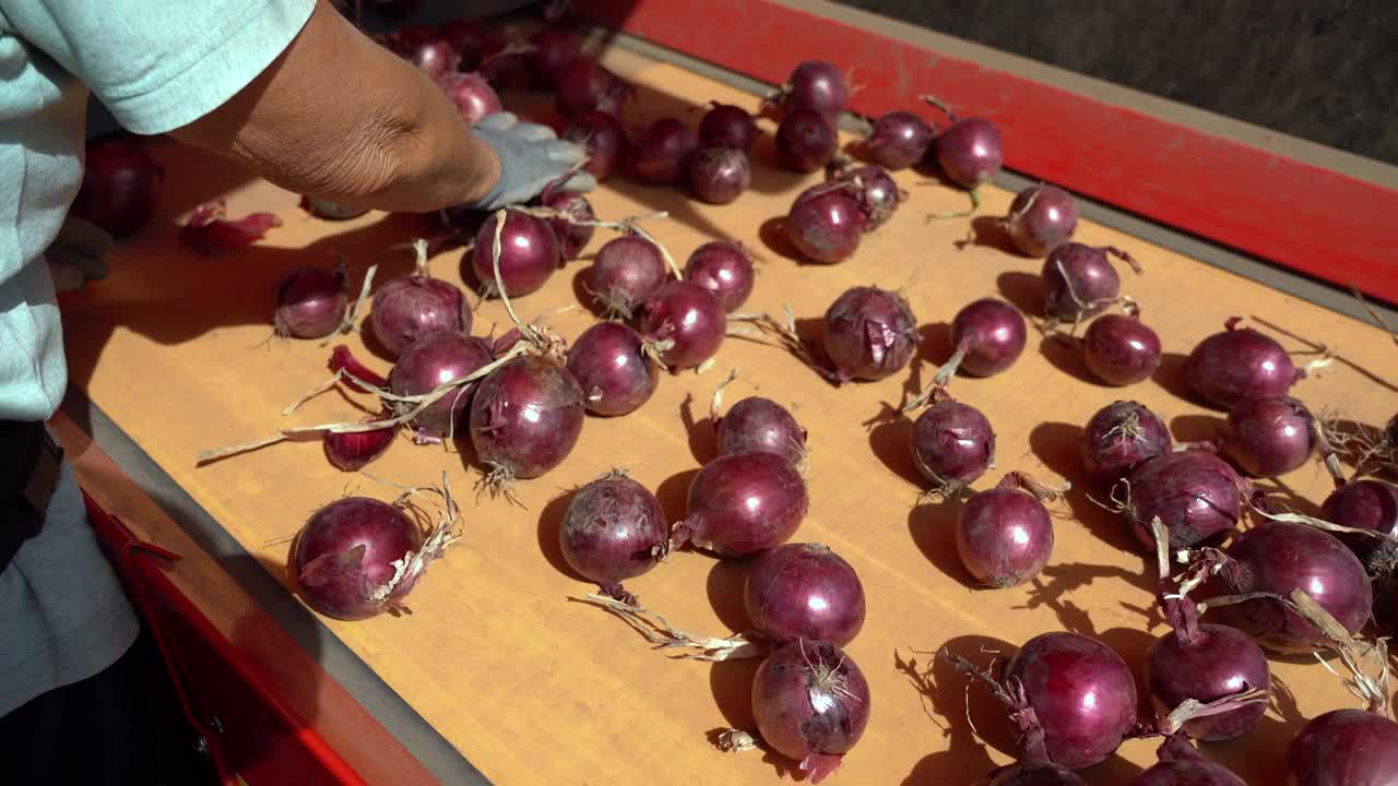 季节性农业工人在洋葱分级和分选线上工作-摇摄镜头
