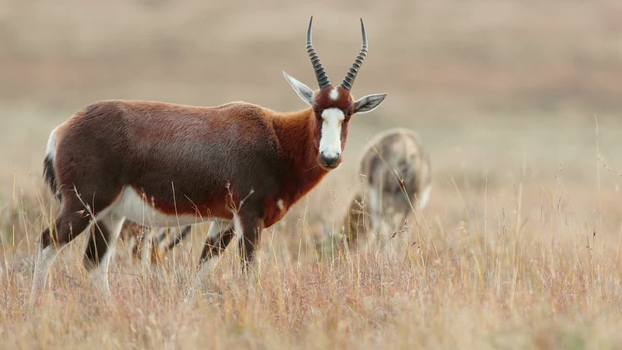 一只羚羊(Damaliscus pygargus)站在南非山地斑马国家公园的草原上