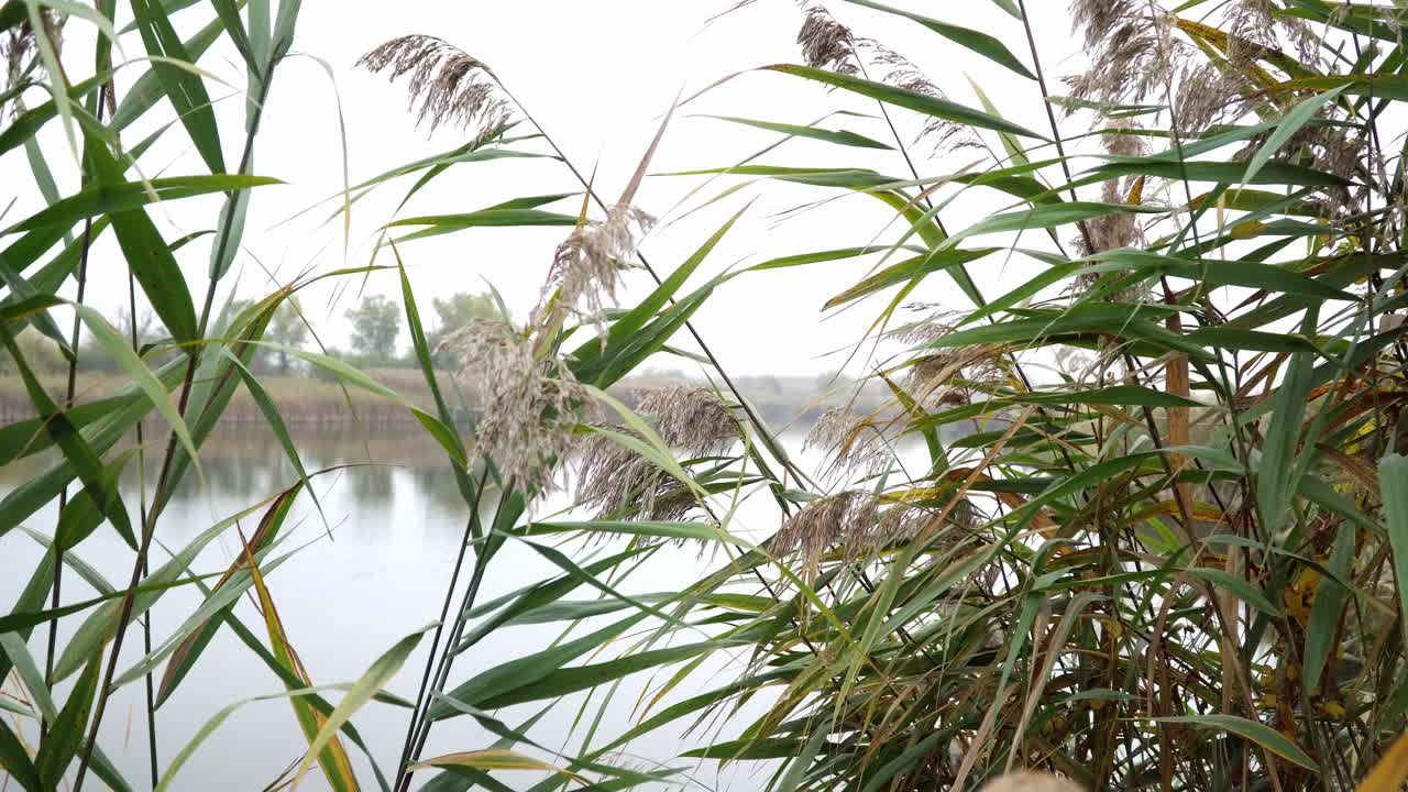 近距离拍摄的芦苇生长在岸边的湖佐伯纳蒂卡，拍摄于雾天