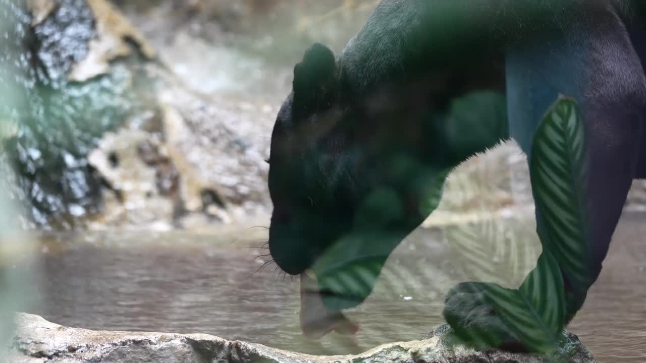 黑豹在水坑解渴