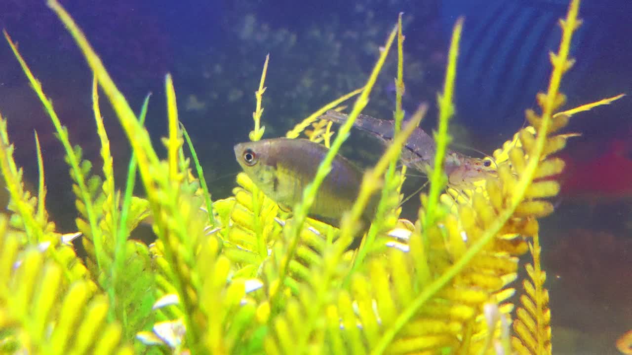 活虾在水族馆水下拍摄，虾孵化蛋，虾养殖，对虾养殖孵化