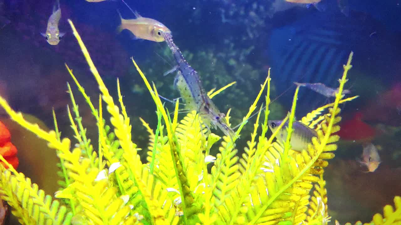 活虾在水族馆水下拍摄，虾孵化蛋，虾养殖，对虾养殖孵化