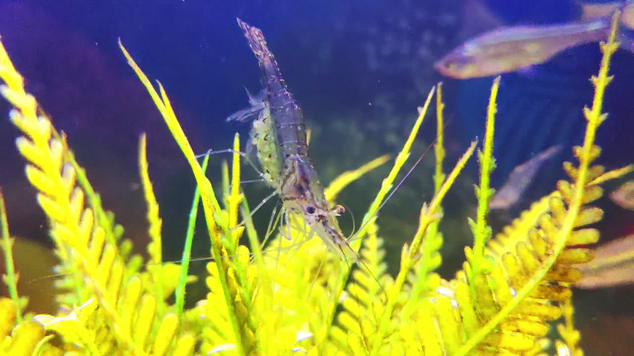 活虾在水族馆水下拍摄，虾孵化蛋，虾养殖，对虾养殖孵化