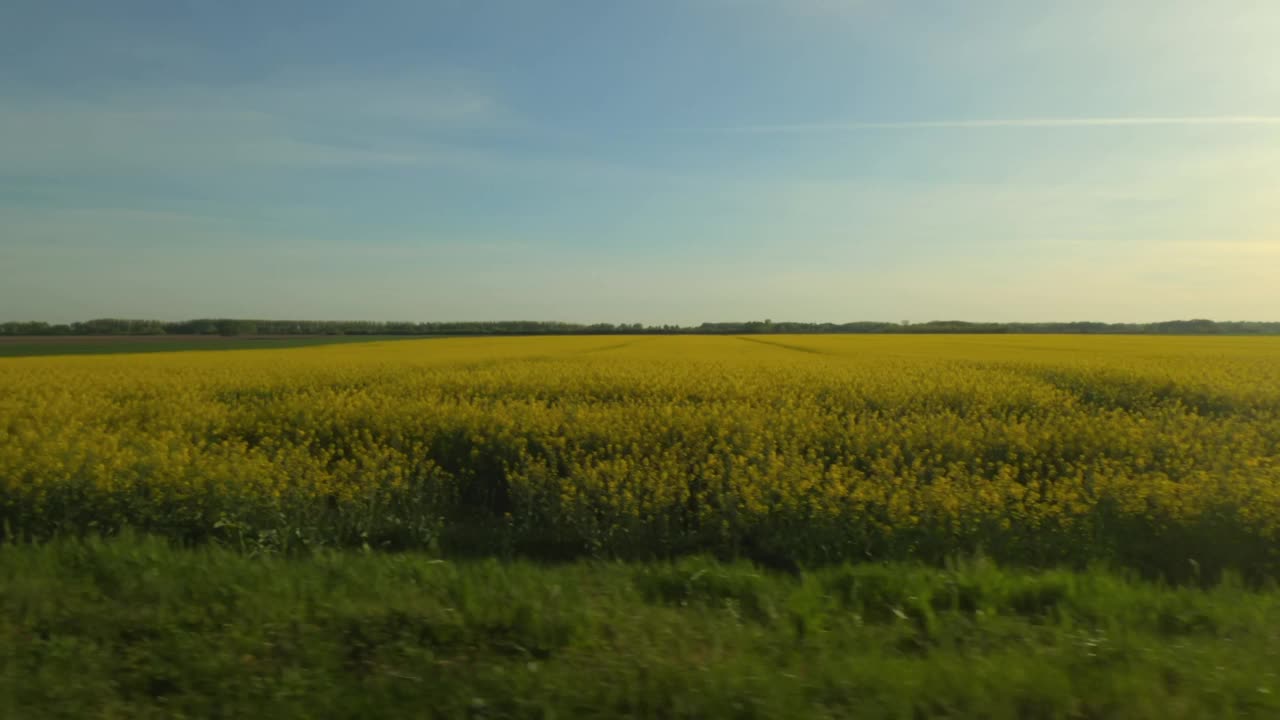 在春天的夕阳下，驾车穿过乡间和油菜田，侧视图