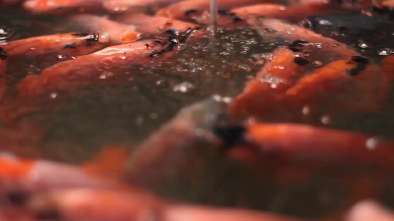 罗非鱼