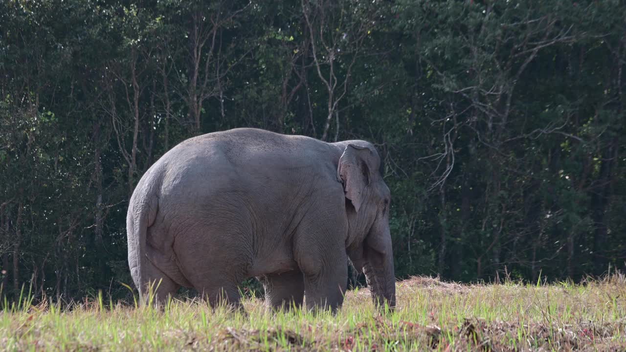 泰国，印度象(Elephant has maximus indicus)在吃地上的矿物质时，脸朝右拍打着耳朵，摇摆着尾巴