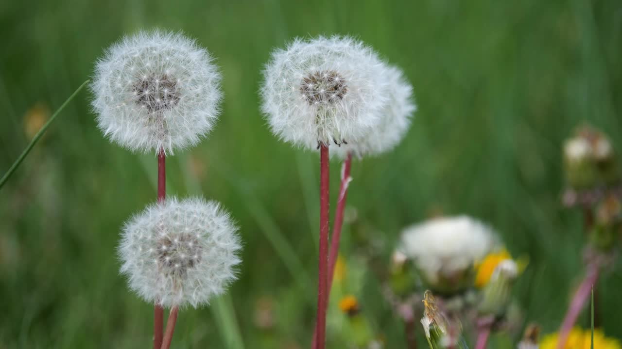 前景的草和花在慢动作中摇摆，与后面模糊的交通形成对比，吸引了人们的注意力。