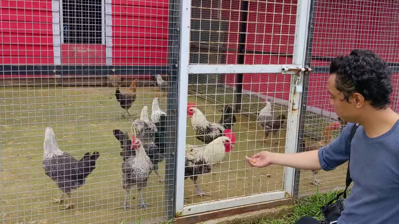 在鸡笼上饲养家鸡。