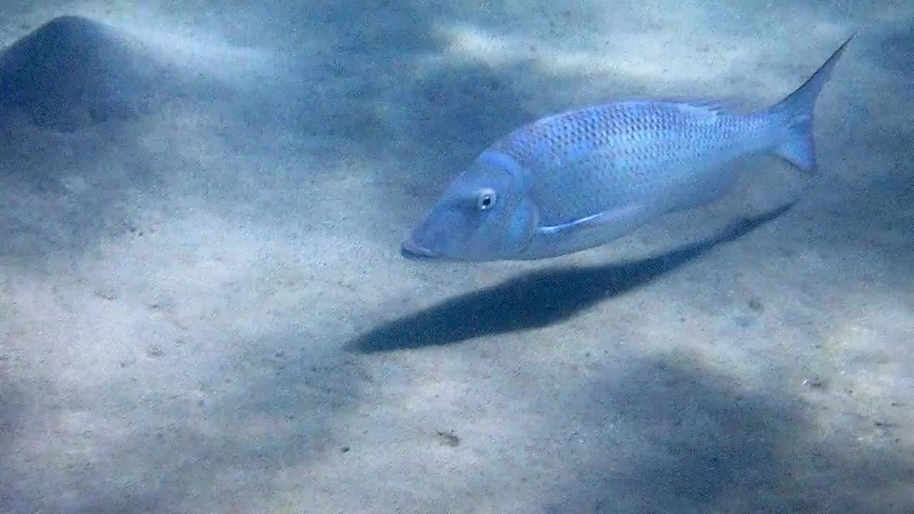 闪亮的皇帝，学名是Lethrinus nebulosus
