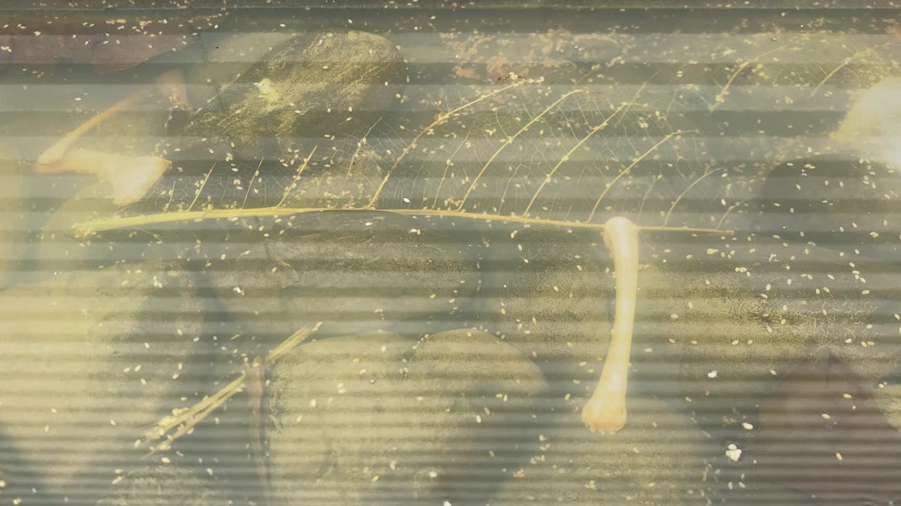水蚤
