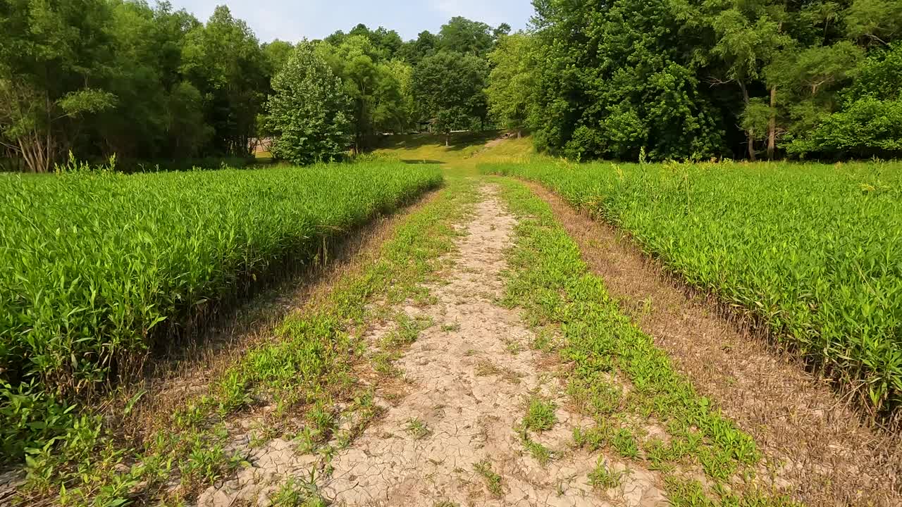 在绿树绿草环绕的空地上散步