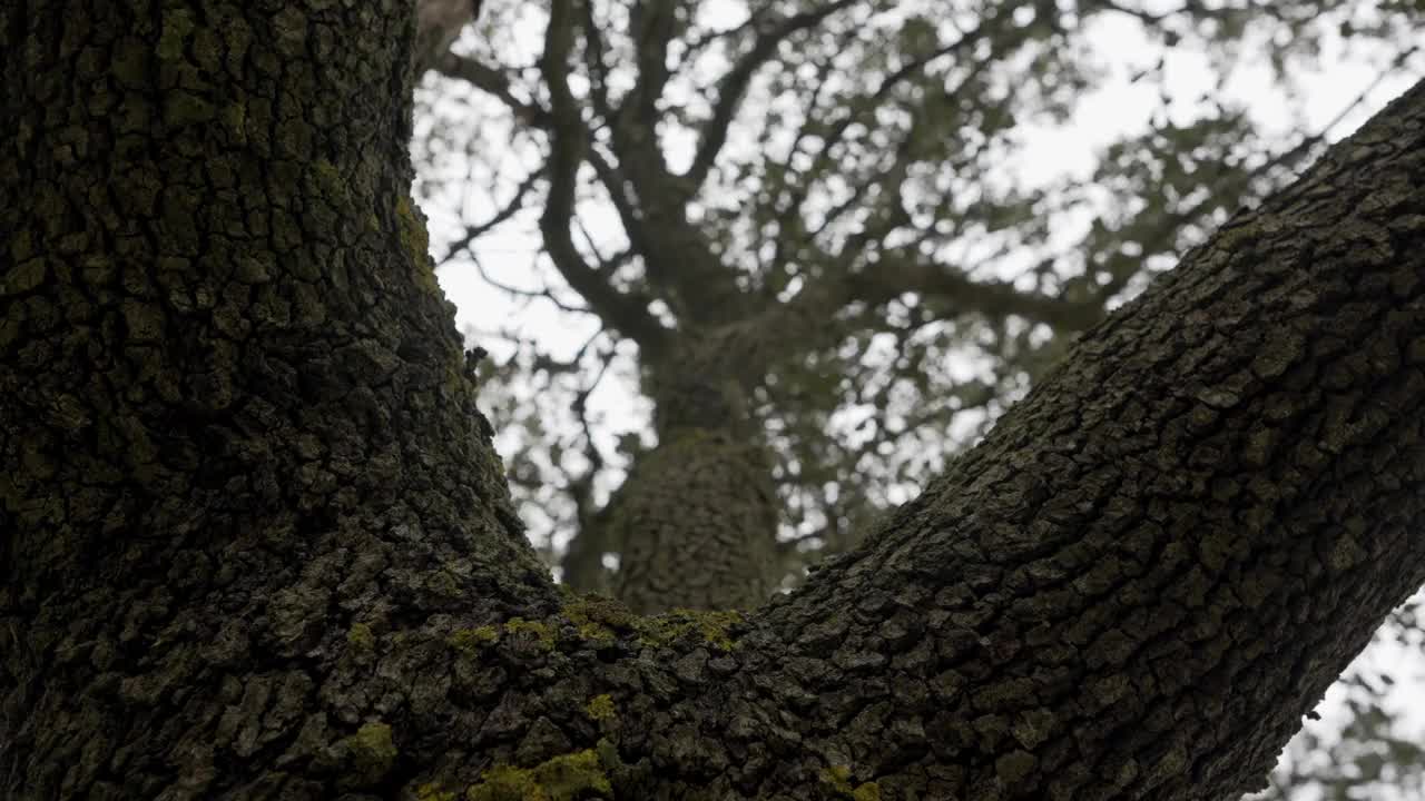 西班牙，一棵受空气影响而移动的大霍尔姆橡树的树干和树枝。