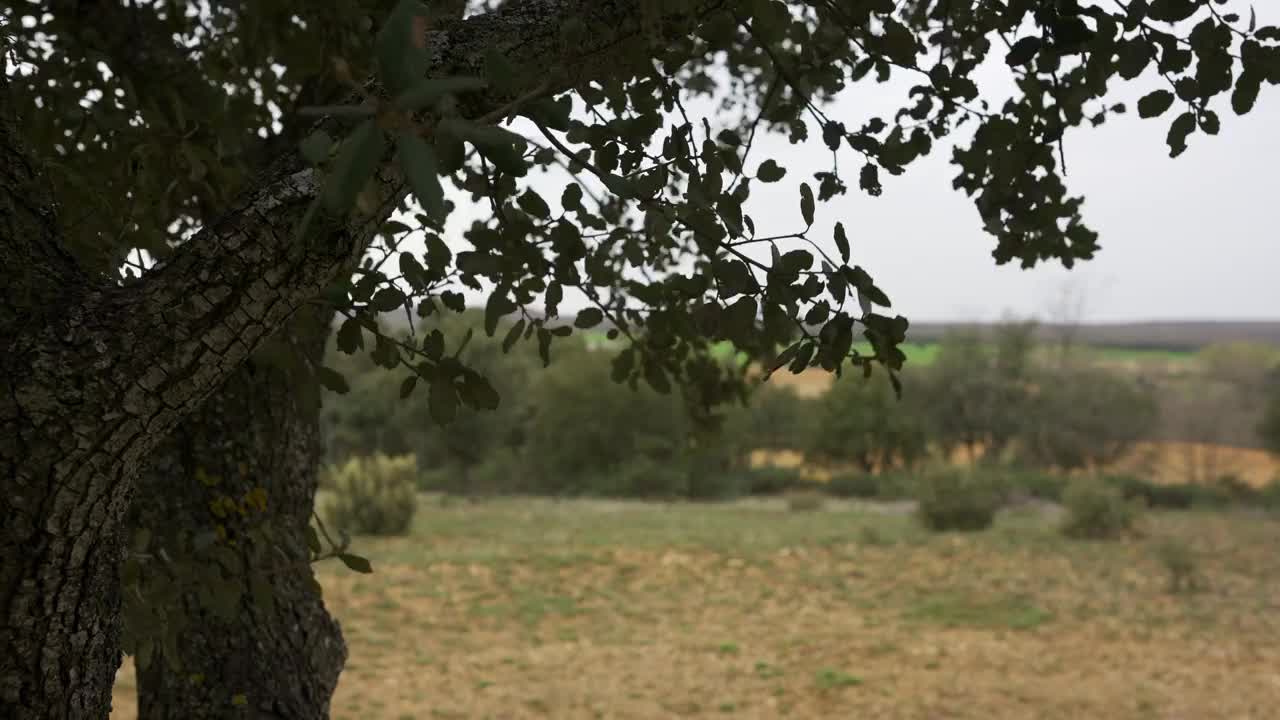 地中海霍尔姆橡树的枝叶，在西班牙乡村随风飘动。