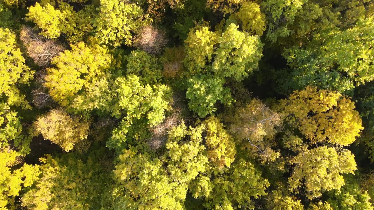 詳情圖-在陽光明媚的日子里，在秋天的森林里，從上面看彩色的樹林，有黃色和橙色的樹冠。秋天的野生自然景觀