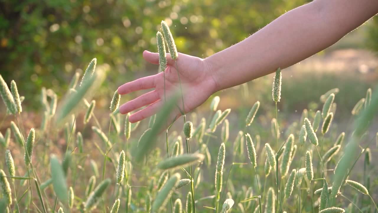 女人的手抚摸着草地和植物