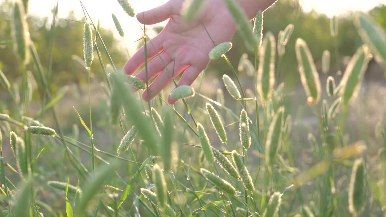 女人的手抚摸着草地和植物