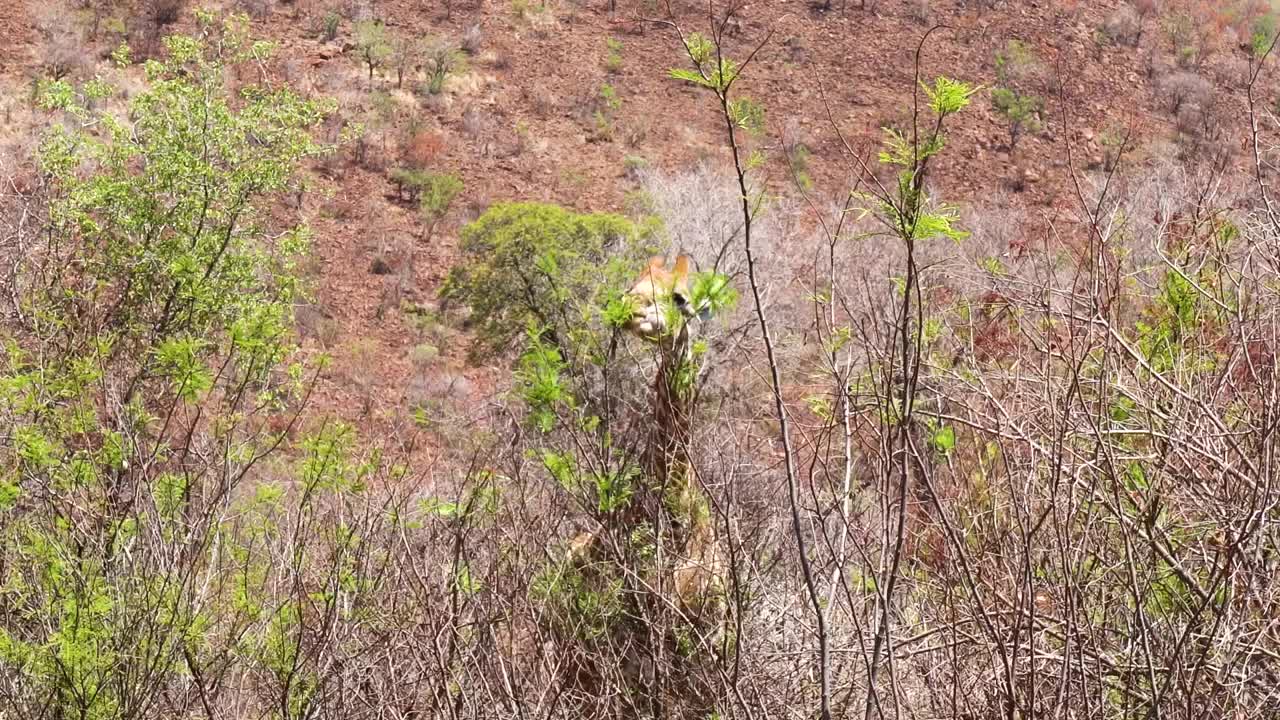 近距离手持拍摄长颈鹿在灌木丛中进食，非洲