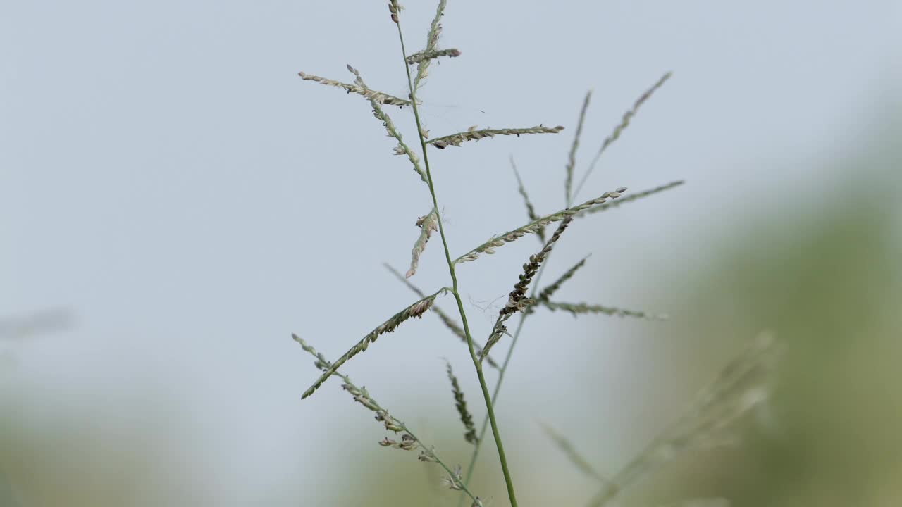 微风吹拂着Brachiara mutica的细茎，Brachiara mutica通常被称为水牛草，在世界许多地方被广泛种植用于放牧。