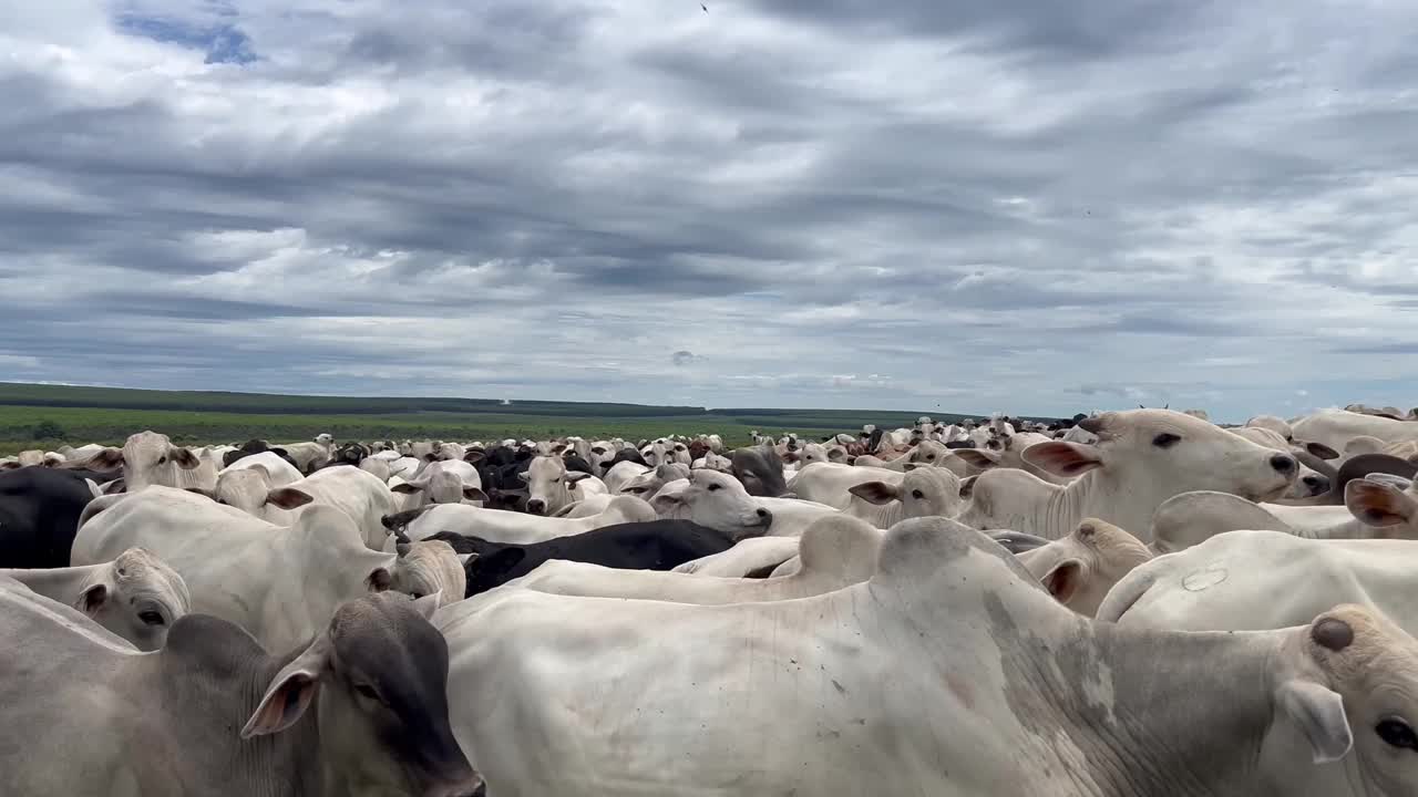 牧场上放牧的肉牛以美丽的风景为背景。巴西集约化草坪项目