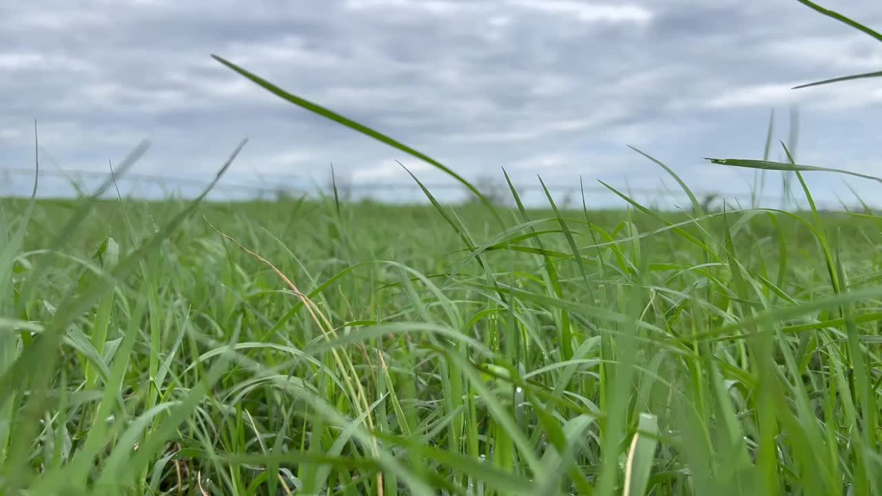 灌溉草地系统上短爪蟹的牧场。近距离观察叶片高产