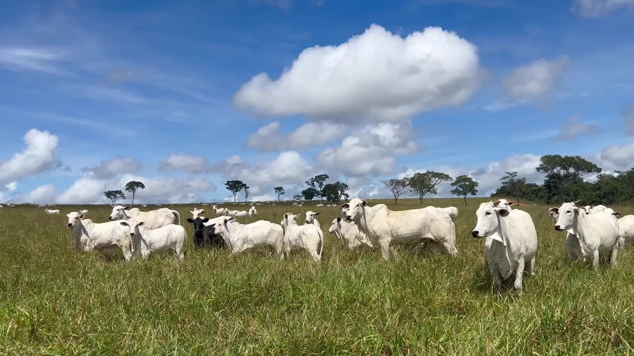 牧场上放牧的肉牛以美丽的风景为背景。巴西集约化草坪项目