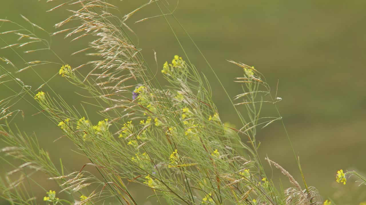 田野里的野草和黄花。夏季植物和自然景观的概念。特写自然摄影环境和植物的主题